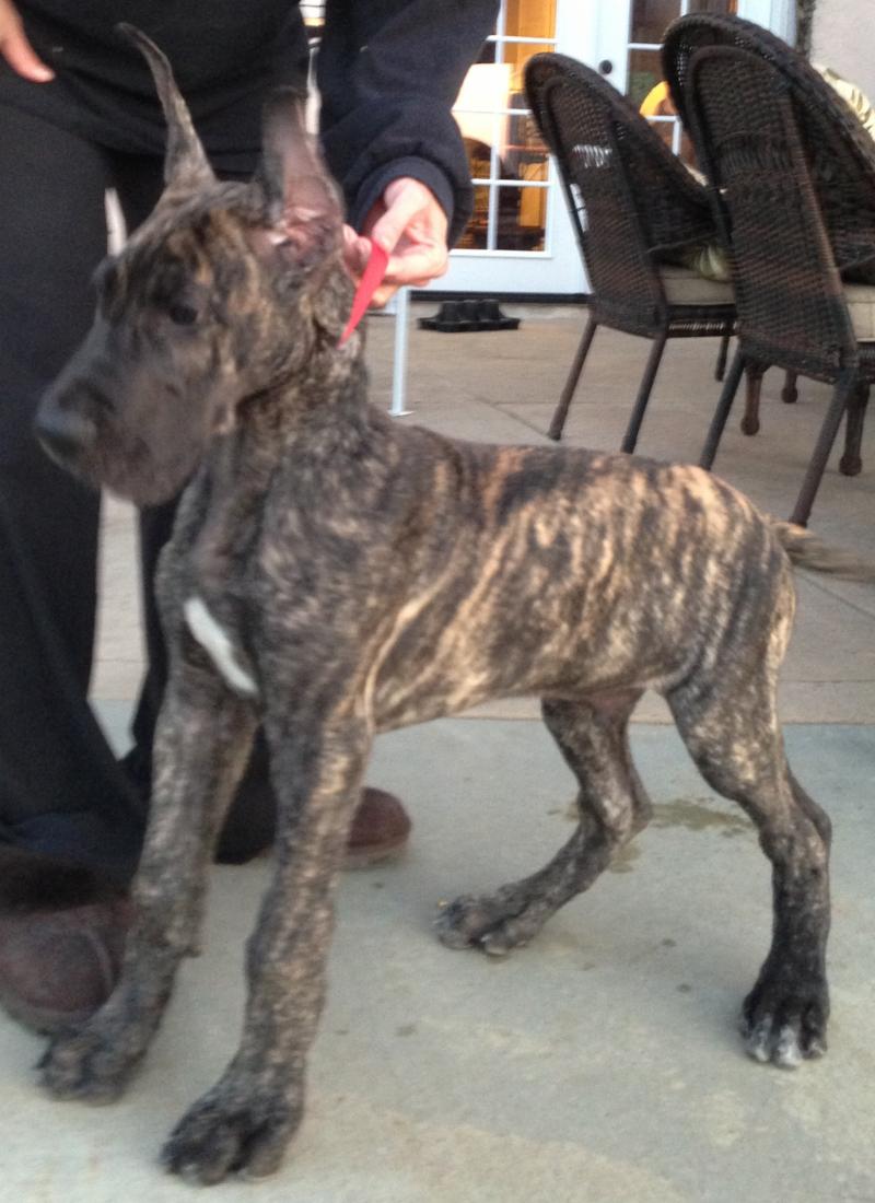 Baby Thor