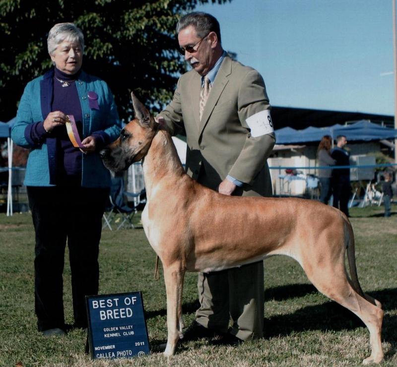 GCH Windy