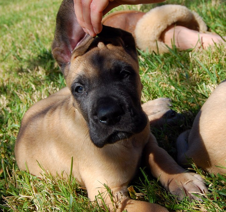Baby Baby Macho