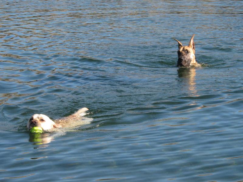 Swims with Friend