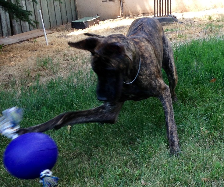 Wiley Plays
